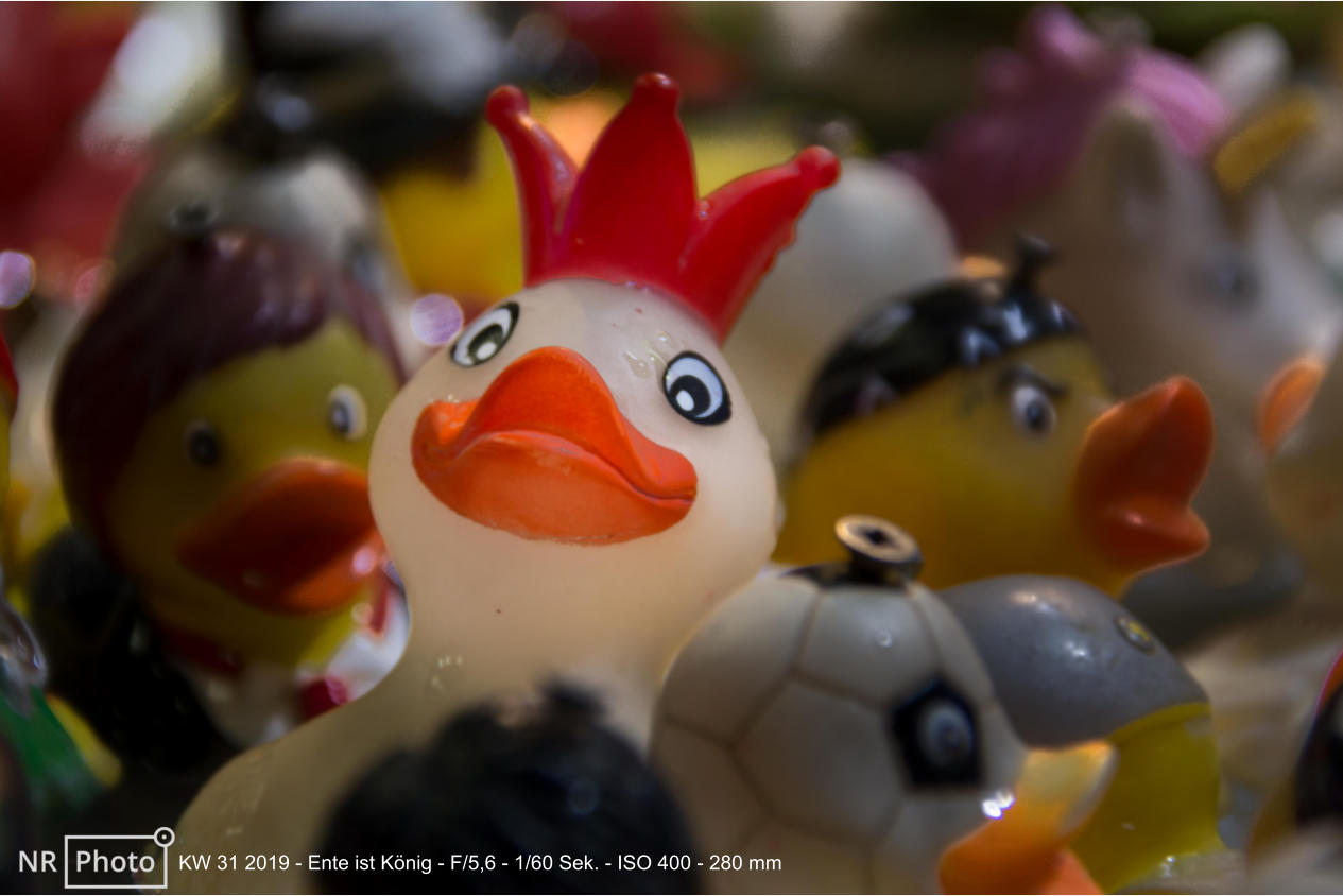 KW 31 2019 - Ente ist König - F/5,6 - 1/60 Sek. - ISO 400 - 280 mm