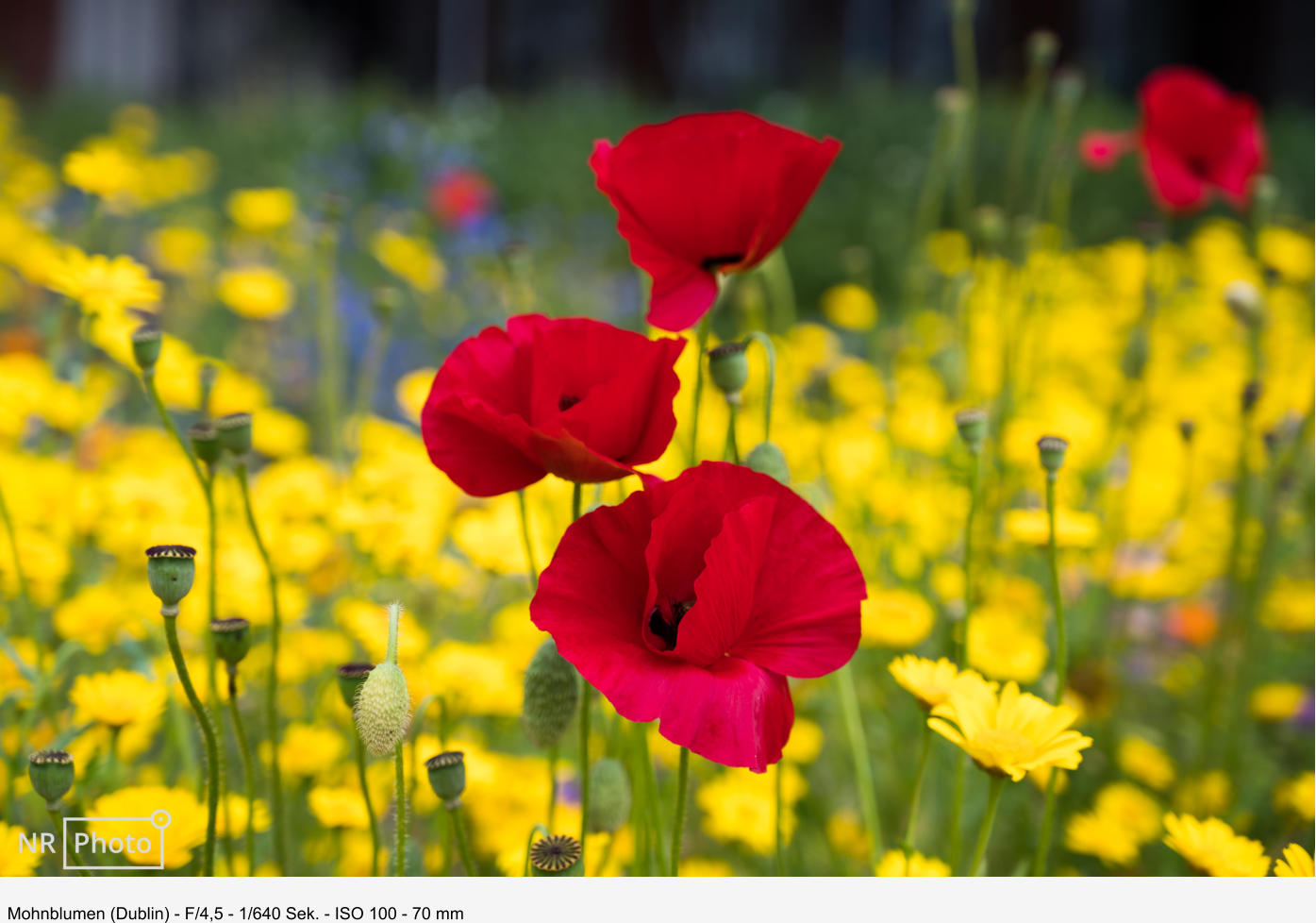Mohnblumen (Dublin) - F/4,5 - 1/640 Sek. - ISO 100 - 70 mm