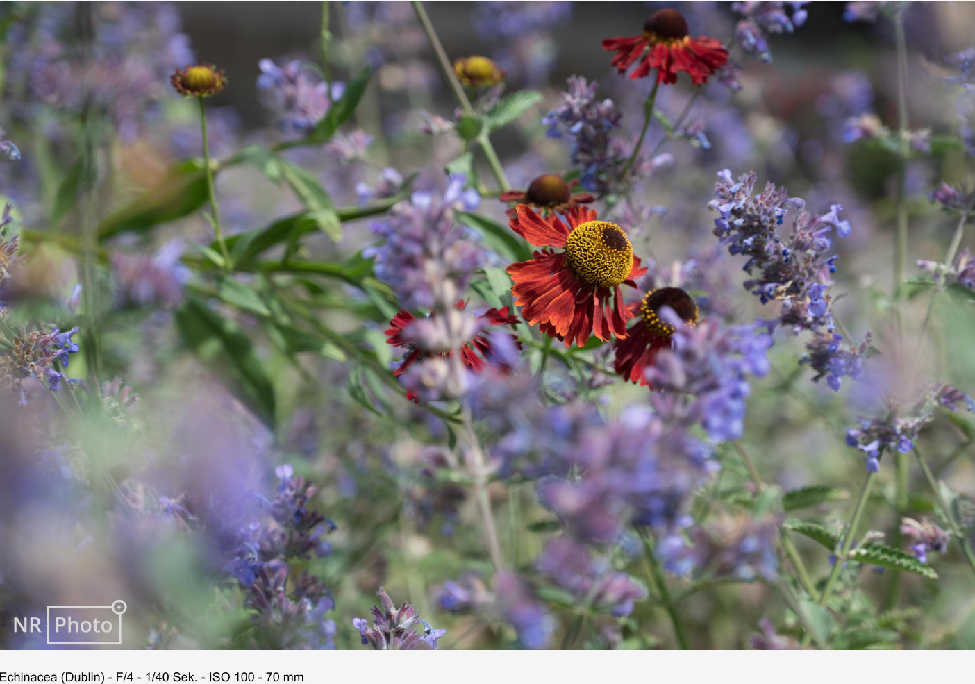 Echinacea (Dublin) - F/4 - 1/40 Sek. - ISO 100 - 70 mm